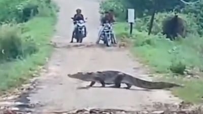A crocodile crosses road in Vadodara's Jambuwa village as two bikers watch. (via ANI)