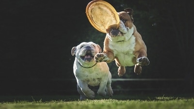 While walks are enjoyed by dogs a lot, there are other forms of exercises and trainings too that are crucial for the development of your pet. (Pixabay)