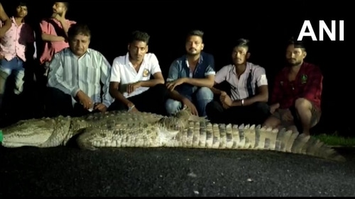 Crocodile captured by wildlife department team. Crocodile captured by wildlife department team.