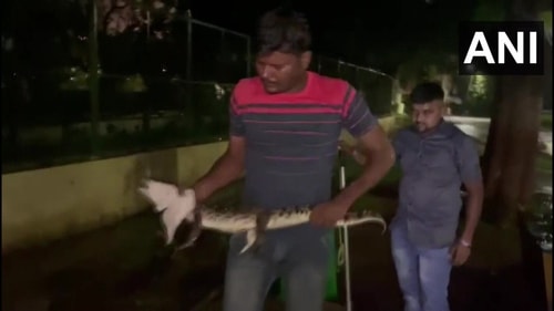 Crocodile captured by wildlife department team. (ANI) Crocodile captured by wildlife department team. (ANI)