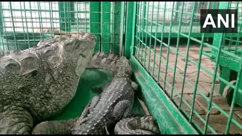 Crocodile captured by wildlife department team. (ANI) Crocodile captured by wildlife department team. (ANI)