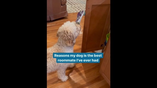 The image, taken from the Instagram video shows the dog whose human says it is the best roommate ever.(Instagram/@thismudderfluffer)
