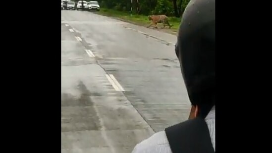 The image, taken from the Twitter video, shows the tiger crossing the road.(Twitter/@ParveenKaswan)
