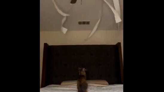 The image, taken from the viral video, shows the cat looking at toilet paper hanging from a fan. (Reddit/@sysisphus)