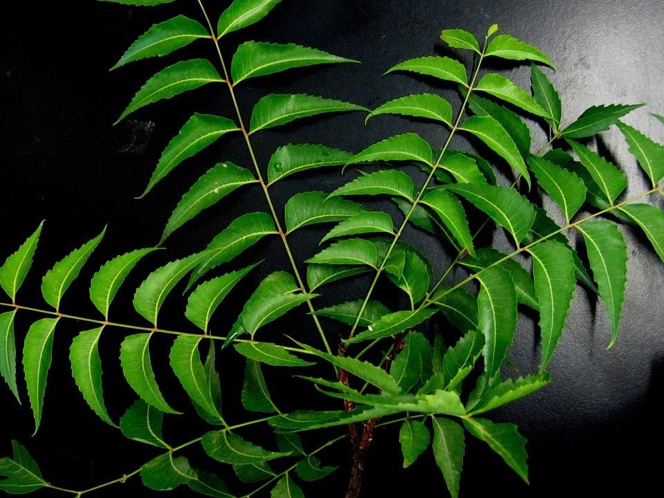 Neem can be used while bathing, on a wound, for dandruff, acne, and even as a herbal tea. (Pixabay)