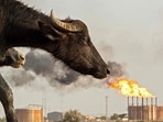 A water buffalo is pictured across from the Nahr Bin Omar oilfield in Iraq's southern province of Basra.(AFP)
