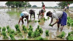 Punjab agri department looking for ways to cut use of pesticides on basmati crop (HT File) Punjab agri department looking for ways to cut use of pesticides on basmati crop (HT File)