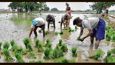 Punjab agri department looking for ways to cut use of pesticides on basmati crop (HT File) Punjab agri department looking for ways to cut use of pesticides on basmati crop (HT File)