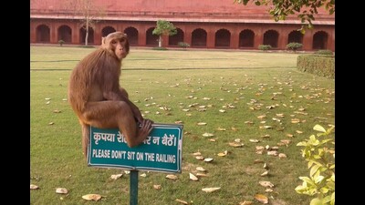 Monkeys often attack tourists on the Taj Mahal premises and the Agra fort. (HT File Photo) Monkeys often attack tourists on the Taj Mahal premises and the Agra fort. (HT File Photo)