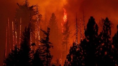 A forest is incinerated by the Oak Fire near Midpines, northeast of Mariposa, California. (AFP) A forest is incinerated by the Oak Fire near Midpines, northeast of Mariposa, California. (AFP)