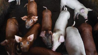Around 300 pigs will be culled and buried near the farms in Mananthawadi, according to the Wayanad sub-collector. (AFP PHOTO.) Around 300 pigs will be culled and buried near the farms in Mananthawadi, according to the Wayanad sub-collector. (AFP PHOTO.)