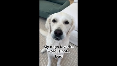 The image shows a Golden Retriever dog named Lady. The text insert on the image reads, “My dog's favourite word is not… Dad.” (Instagram/@ladyandtheblues)