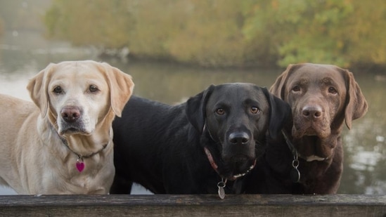 The concept of dog parks has been borrowed from similar facilities in Hyderabad and Bangaluru. (Getty Images/iStockphoto)(HT_PRINT) The concept of dog parks has been borrowed from similar facilities in Hyderabad and Bangaluru. (Getty Images/iStockphoto)(HT_PRINT)