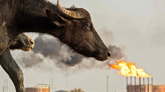 A water buffalo is pictured across from the Nahr Bin Omar oilfield in Iraq's southern province of Basra.(AFP)