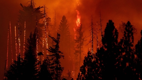 A forest is incinerated by the Oak Fire near Midpines, northeast of Mariposa, California.(AFP)