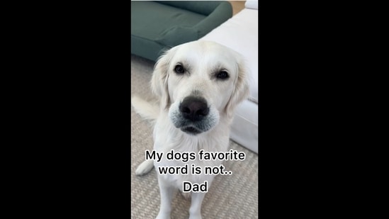 The image shows a Golden Retriever dog named Lady. The text insert on the image reads, “My dog's favourite word is not… Dad.” (Instagram/@ladyandtheblues)