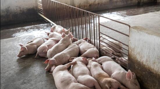 The animal husbandry department of Kerala government on Sunday started the process of culling pigs affected by African swine fever in Wayanad district. (Bloomberg)