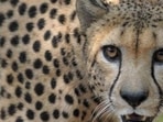 A male African cheetah in an enclosure at the Nehru Zoological Park in Hyderabad. (AFP File Photo) A male African cheetah in an enclosure at the Nehru Zoological Park in Hyderabad. (AFP File Photo)