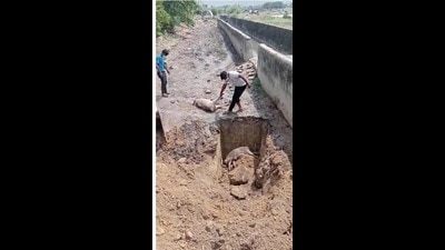 Health workers dumping dead pigs without proper safety gears. (HT FILE PHOTO) Health workers dumping dead pigs without proper safety gears. (HT FILE PHOTO)