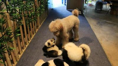 A 45-year-old woman residing in Hadapsar was attacked by a chow chow dog while she was using the building lift on July 20, said Pune police officials. (REUTERS (PIC FOR REPRESENTATION)) A 45-year-old woman residing in Hadapsar was attacked by a chow chow dog while she was using the building lift on July 20, said Pune police officials. (REUTERS (PIC FOR REPRESENTATION))