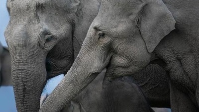 Study on elephant trunk provides inspiration for new design of robots (HT file) Study on elephant trunk provides inspiration for new design of robots (HT file)