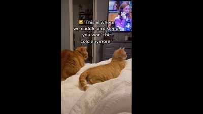 The image shows two cats named Nala and Diggle. A text insert on the image reads, “This is where we cuddle and sleep, you won't be cold anymore.” (Instagram/@nala.meetsworld)