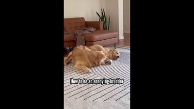 The image shows two Golden Retriever dogs named Xena and Finn. The text insert on the image reads, “How to be an annoying brudder.” (Instagram/@goldengirl_xena)