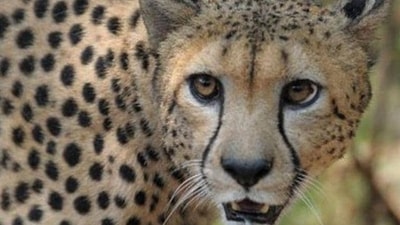 A male African cheetah in an enclosure at the Nehru Zoological Park in Hyderabad. (AFP File Photo)