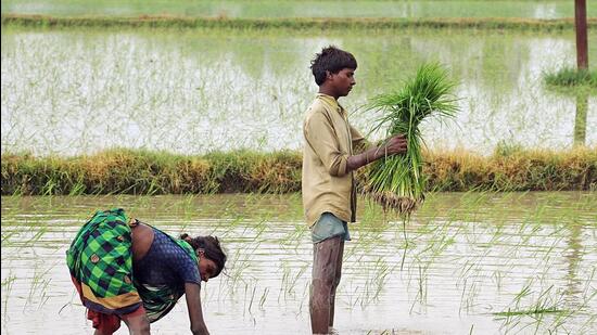 Overall kharif picks pace but paddy planting still in deficit: Data ...