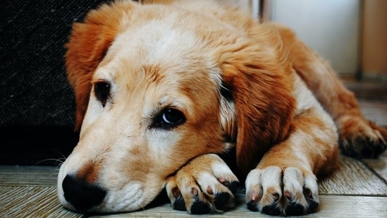 Dogs' sense of smell connected to their vision? Here's what researchers say - Hindustan Times Dogs' sense of smell connected to their vision? Here's what researchers say - Hindustan Times
