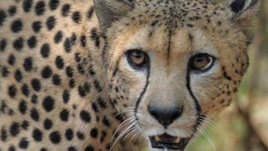 cheetah niche
