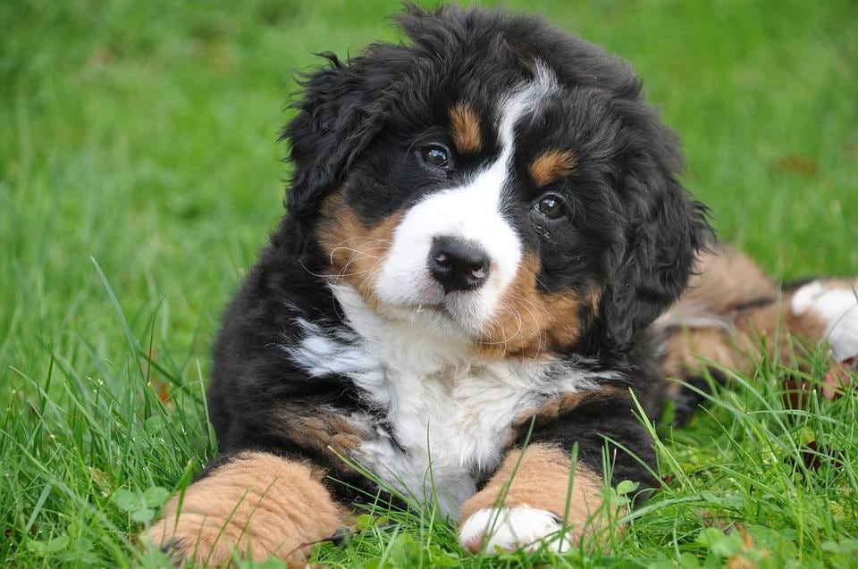 To save your pets from disability in their old age, it is important to watch out for early signs of arthritis, (Pixabay) To save your pets from disability in their old age, it is important to watch out for early signs of arthritis, (Pixabay)