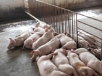 Pork, pig markets banned in UP's Bareilly after African Swine Fever confirmed (Bloomberg) Pork, pig markets banned in UP's Bareilly after African Swine Fever confirmed (Bloomberg)