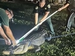 The image shows a subdued alligator and three Florida deputies. The image shows a subdued alligator and three Florida deputies. 