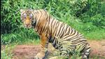 The Ranthambore Tiger Reserve in Rajasthan has seen a growth of 45% in big cat population in the last eight years. (Representative Image)