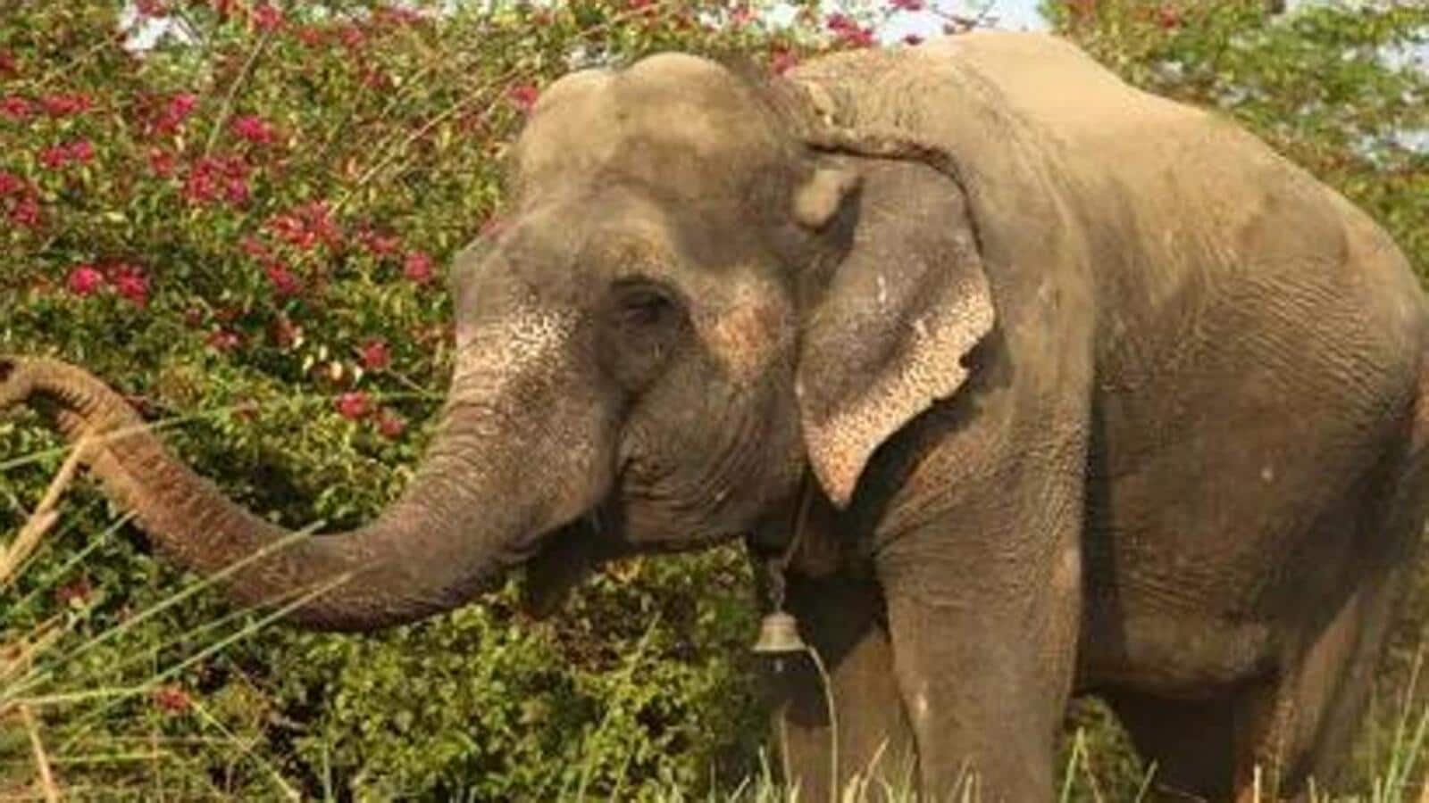 Orissa HC summons chief wildlife warden over rising elephant deaths -  Hindustan Times