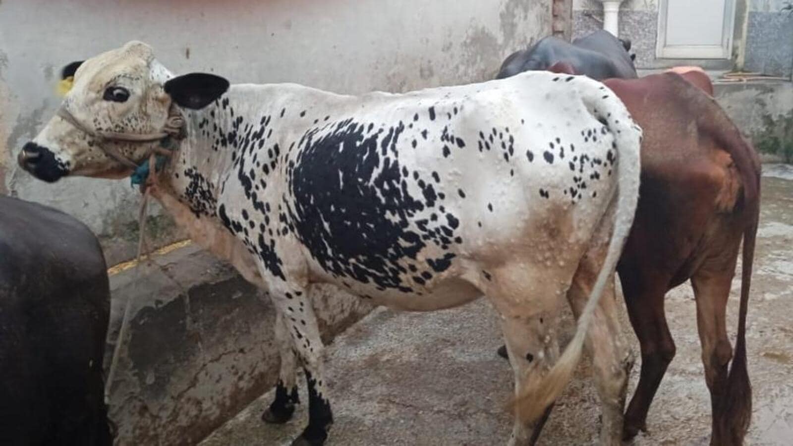 Haryana herders at wits' end as bovines come down with lumpy skin disease -  Hindustan Times