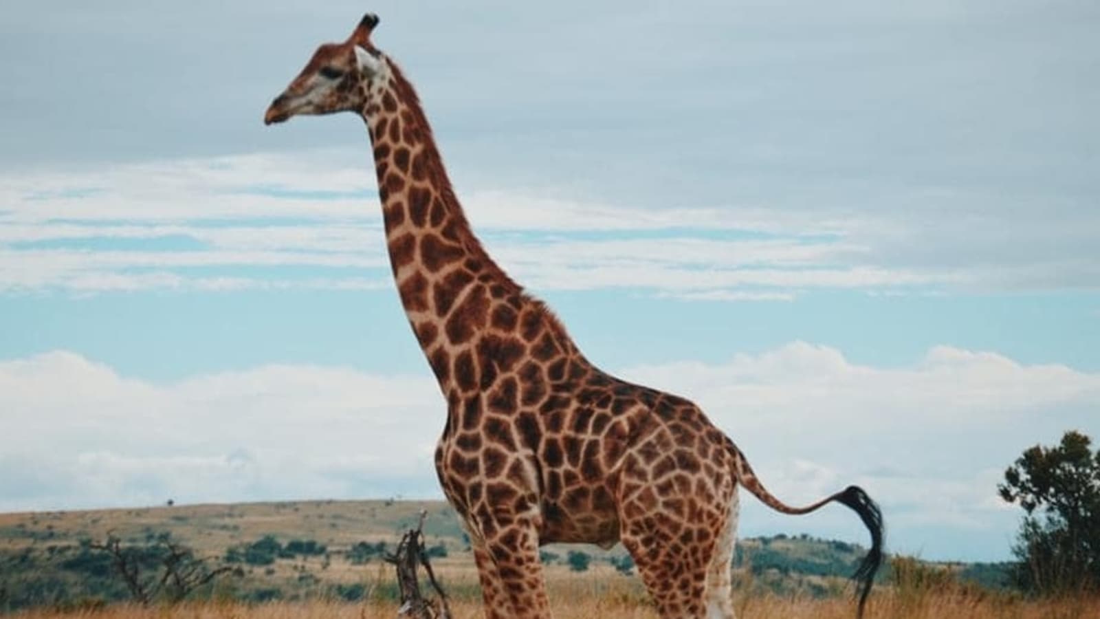 Read more about the article Study finds how giraffes develop muscle control to outsmart predators