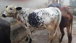 वायरल रोग के प्रमुख प्रकोप, ढेलेदार त्वचा रोग - जो रक्त चूसने वाले कीड़ों, मक्खियों की कुछ प्रजातियों और दूषित भोजन और पानी के माध्यम से फैलता है - राजस्थान और गुजरात में भी रिपोर्ट किया गया है (एचटी फोटो) वायरल रोग के प्रमुख प्रकोप, ढेलेदार त्वचा रोग - जो रक्त चूसने वाले कीड़ों, मक्खियों की कुछ प्रजातियों और दूषित भोजन और पानी के माध्यम से फैलता है - राजस्थान और गुजरात में भी रिपोर्ट किया गया है (एचटी फोटो)