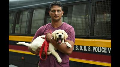 Rambo, the two-month-old Labrador that has been recently acquired by the Navi Mumbai police’s Bomb Detection and Disposal Squad, with its handle at Navi Mumbai Police Headquarters in Kalamboli on Tuesday. (BACHCHAN KUMAR/HT PHOTO)