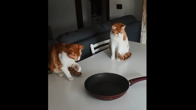 The image, taken from the Reddit video, shows the cats looking at a frying pan. (Reddit/@miragen125)