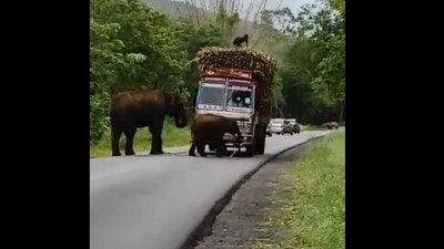 The image, taken from the viral Twitter video, shows the elephants standing in front of a truck carrying sugarcane. (Twitter/@ParveenKaswan)
