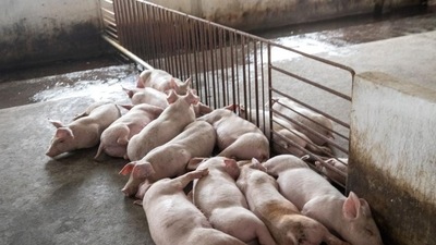 Pork, pig markets banned in UP's Bareilly after African Swine Fever confirmed (Bloomberg) Pork, pig markets banned in UP's Bareilly after African Swine Fever confirmed (Bloomberg)