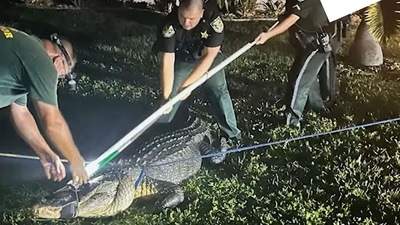 The image shows a subdued alligator and three Florida deputies. (Facebook/Charlotte County Sheriff's Office) The image shows a subdued alligator and three Florida deputies. (Facebook/Charlotte County Sheriff's Office)