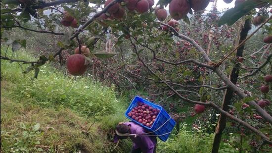 Protesting apple farmers will meet Himachal Pradesh chief minister on July 28. (HT Photo)