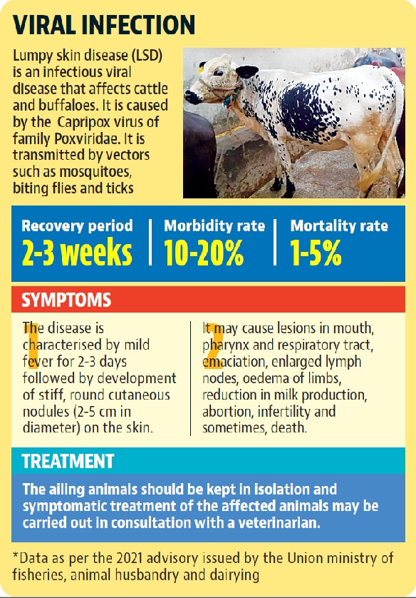 Haryana herders at wits’ end as bovines come down with lumpy skin disease