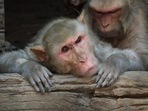 City officials have been trying for weeks to track down the vicious gang who have made national headlines by assaulting residents with mostly mild scratches and bites. City officials have been trying for weeks to track down the vicious gang who have made national headlines by assaulting residents with mostly mild scratches and bites.