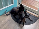 The image from the Reddit video shows the pup with the cat scared of dogs.