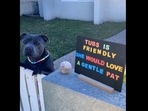 This dog waits to get pets from its friendly neighbours. (Instagram/@tubsthebluestaffy) This dog waits to get pets from its friendly neighbours. (Instagram/@tubsthebluestaffy)