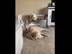 Screengrab of the video that showcases a Golden Retriever dog asking its pooch sibling to play in an adorable cute way.(Instagram/@charlie_the_golden18) Screengrab of the video that showcases a Golden Retriever dog asking its pooch sibling to play in an adorable cute way.(Instagram/@charlie_the_golden18)
